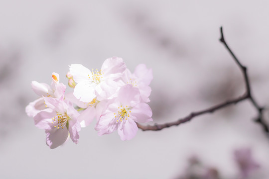 春天户外樱花花朵特写树枝