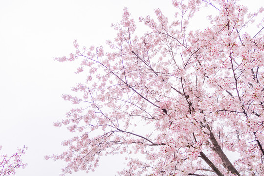 春天户外樱花花朵特写树枝