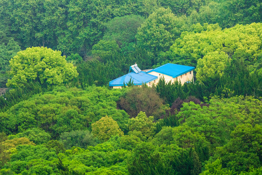 城市风景绿色植物建筑群