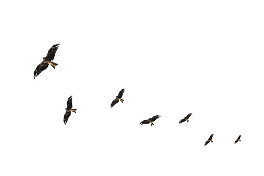 飞翔的飞鸟老鹰抠图素材