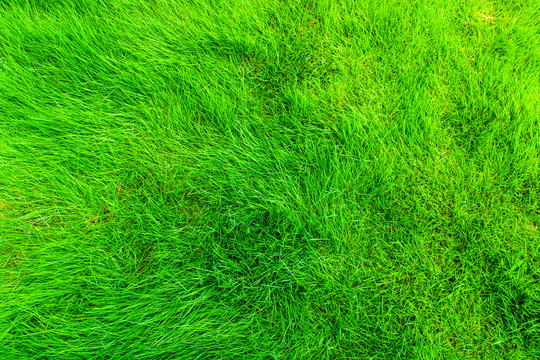 春天户外绿色小草草坪纹理背景
