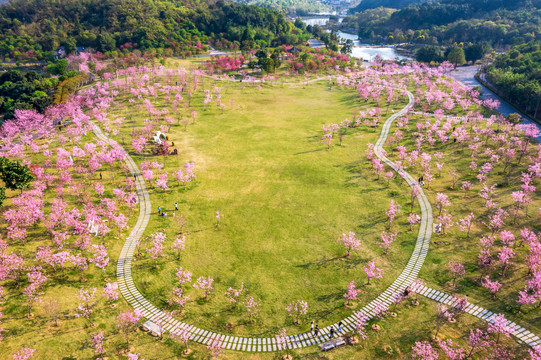 青秀山樱花