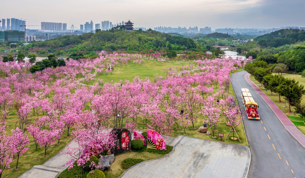 青秀山樱花