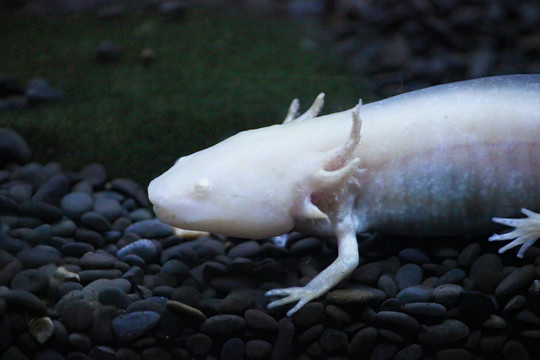 白色的墨西哥钝口螈