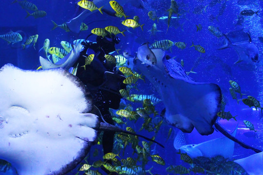 水族馆里的深海热带鱼