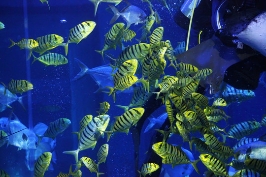 水族馆里的深海热带鱼