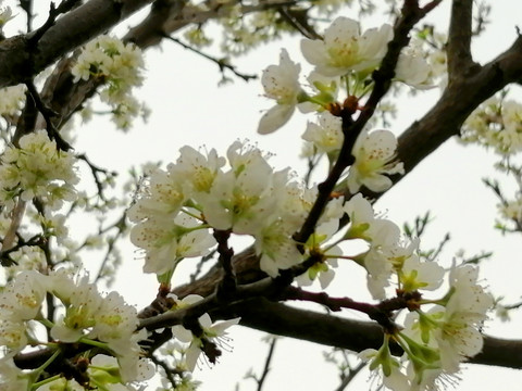李花