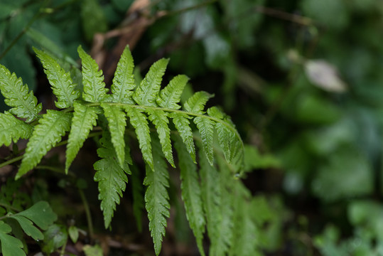 野外植物蕨微距特写