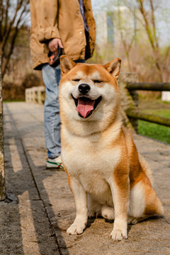 柴犬高清写真