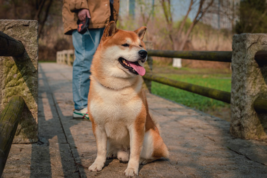 柴犬高清写真