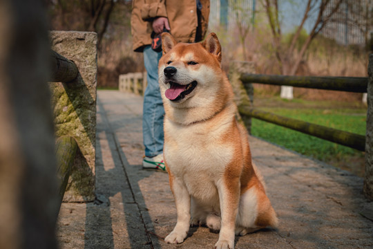 柴犬高清写真