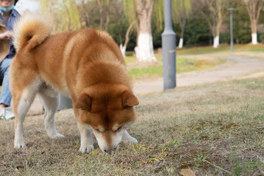 柴犬高清写真