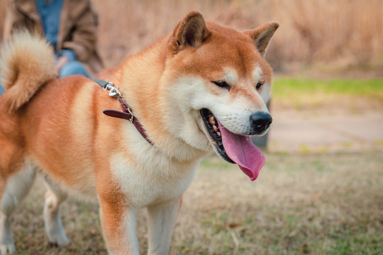 柴犬高清写真