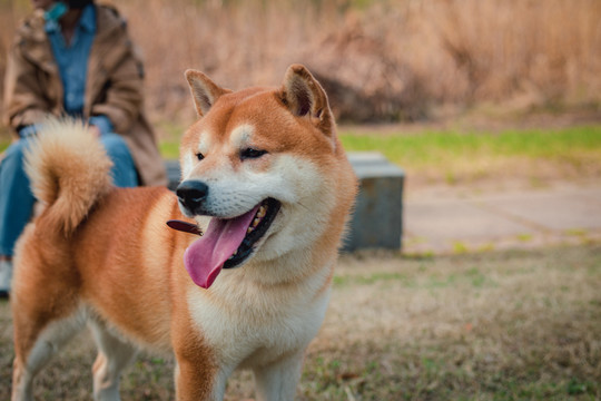 柴犬高清写真