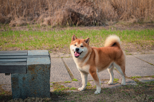 柴犬高清写真