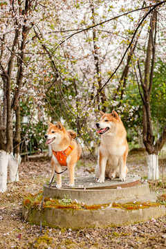 柴犬高清写真