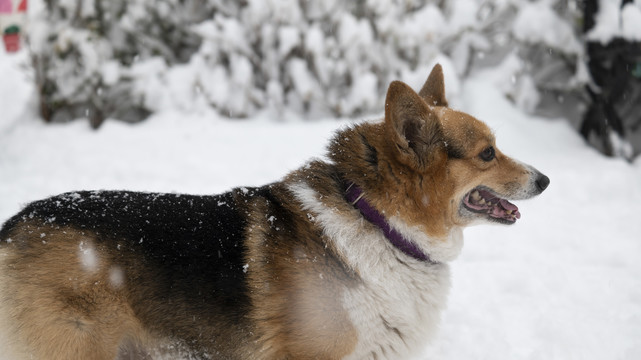 雪中的柯基犬