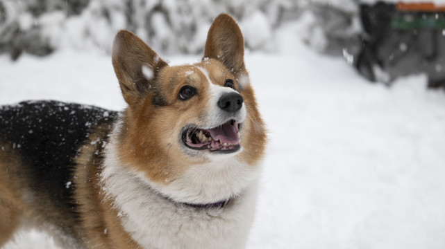 雪中的柯基犬