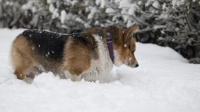 雪中的柯基犬