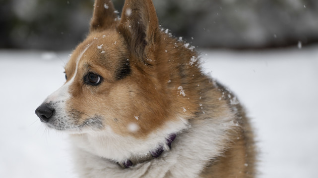 雪中的柯基犬