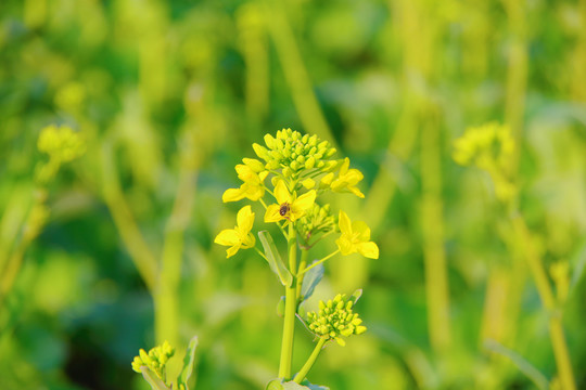 春天油菜花