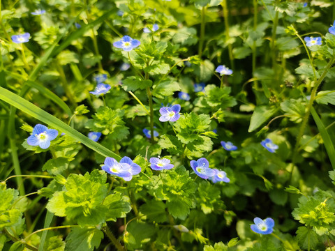 蓝色小花