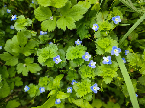 蓝色小花
