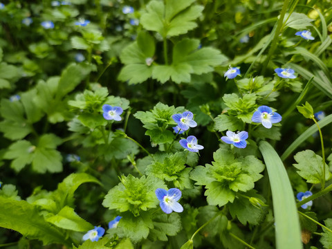 蓝色小花