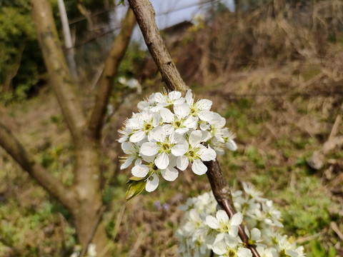 李花