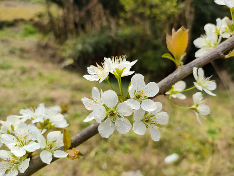 李花