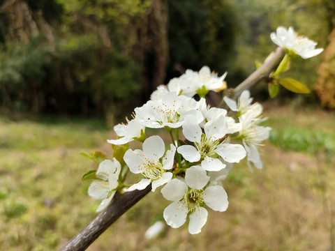 李花