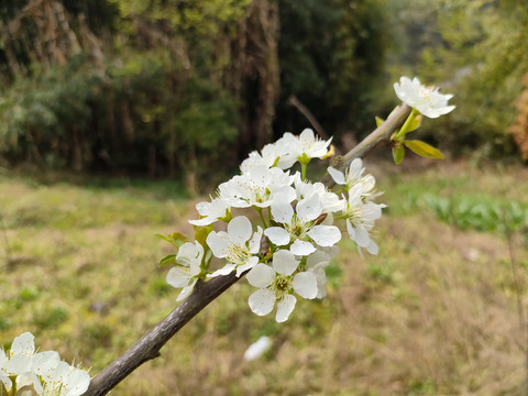 李花