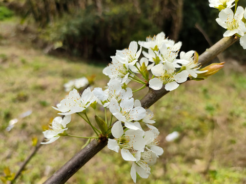 李花