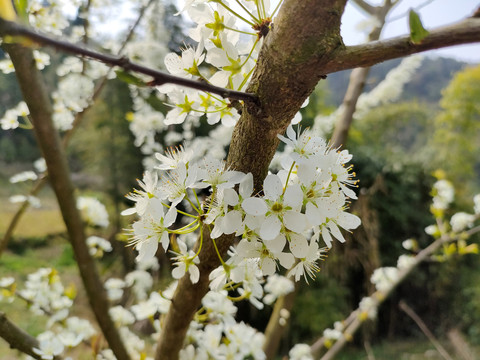 李花