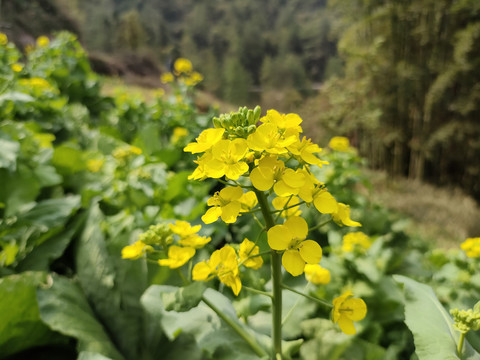 油菜花