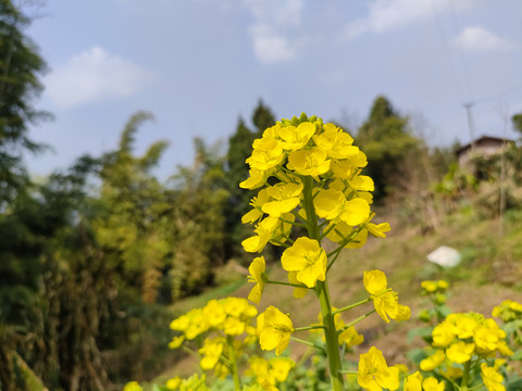 油菜花