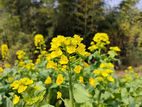 油菜花