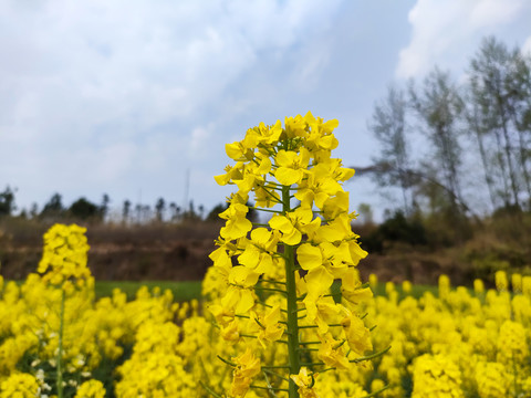 油菜花