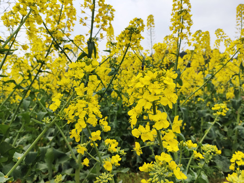 油菜花