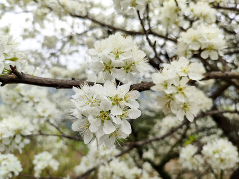 李花