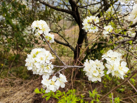 李花