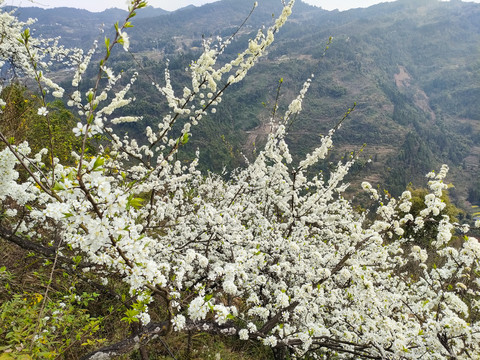 李花