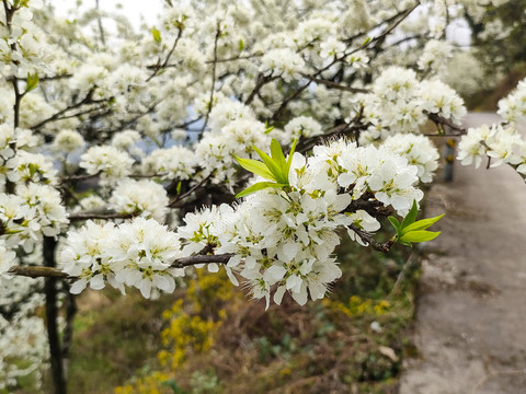 李花