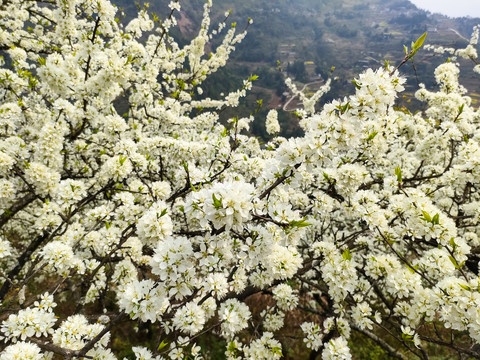 李花