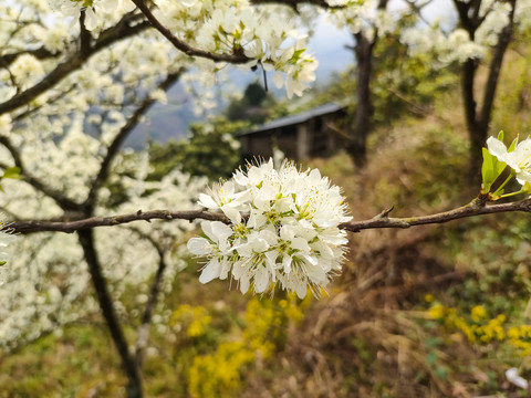 李花