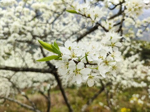 李花