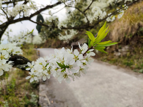 李花
