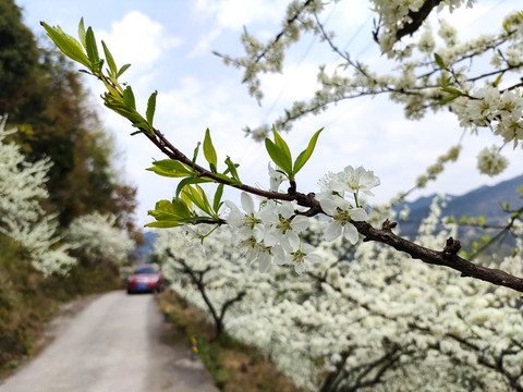 李花