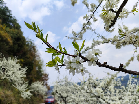 李花