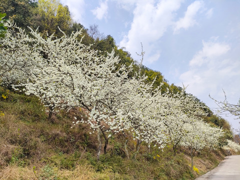 李花